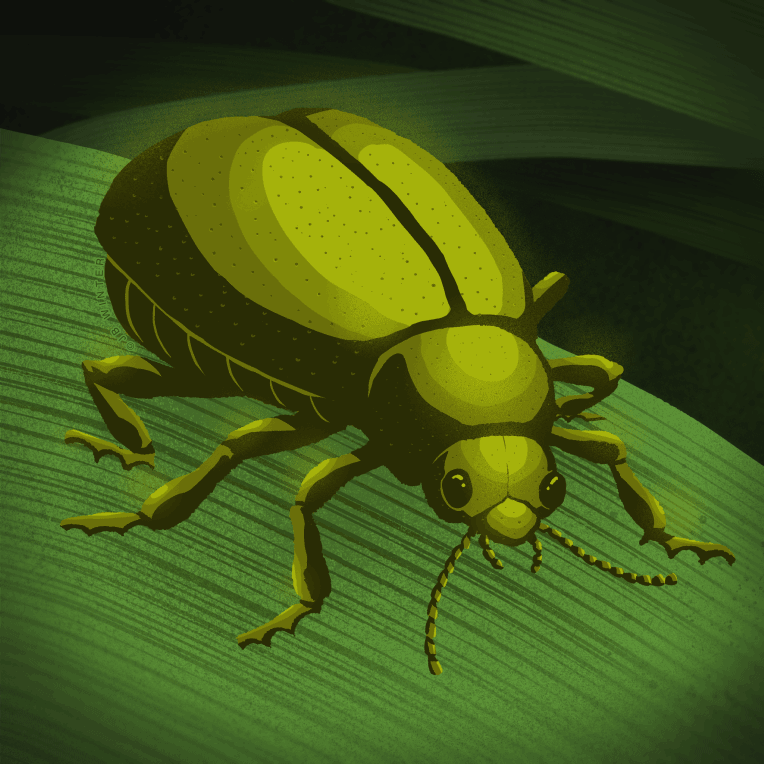 Tansy Beetle