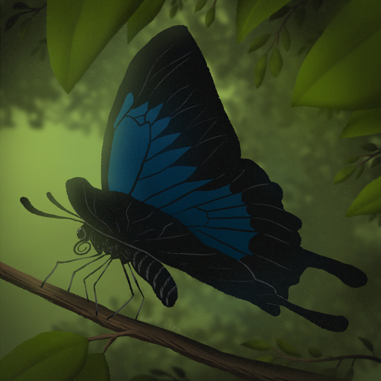 Ulysses Butterfly