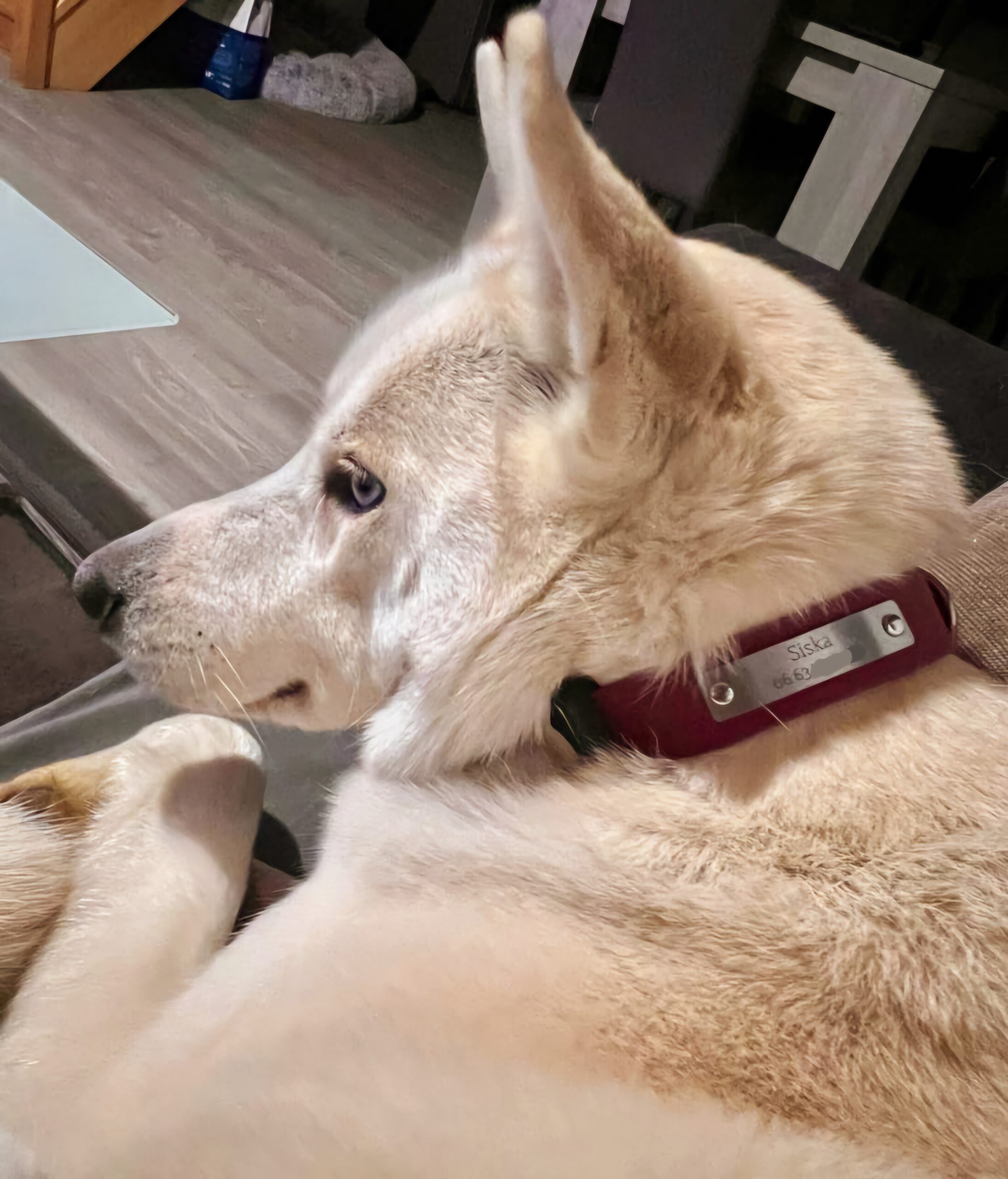 Collier-pour-chien-en-biothane