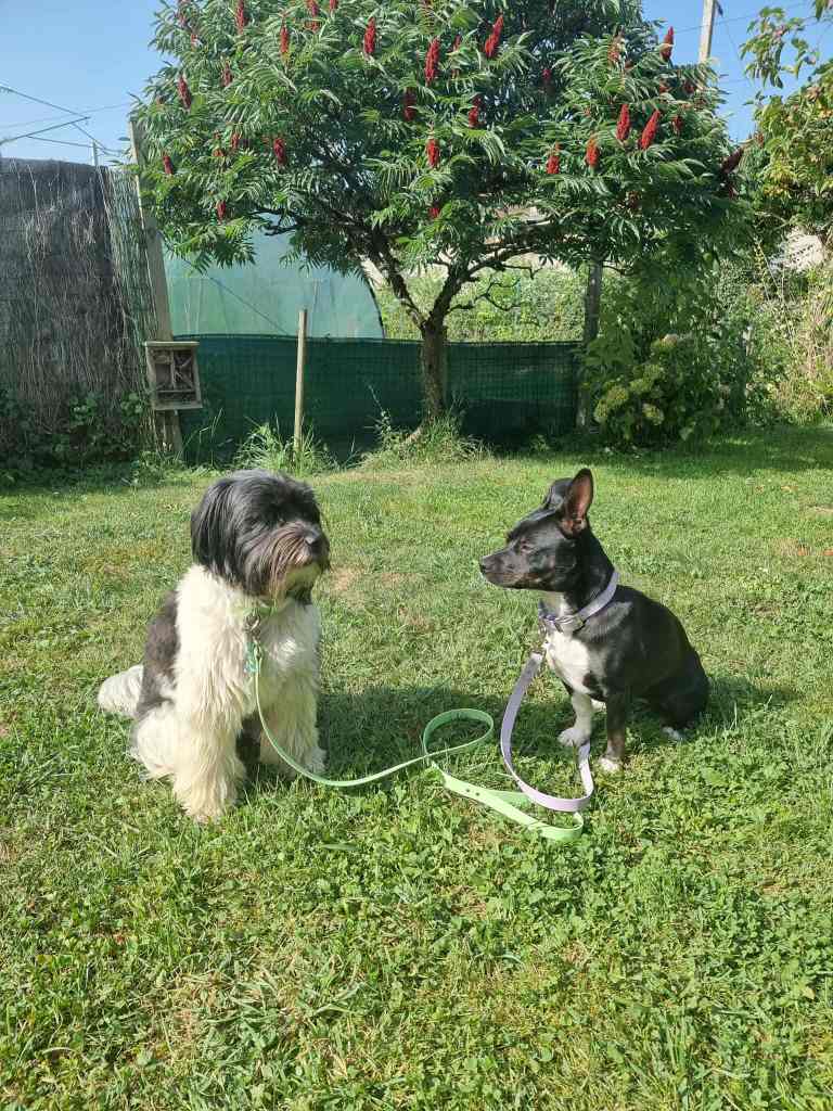 Collier-chien-ensemble-laisse