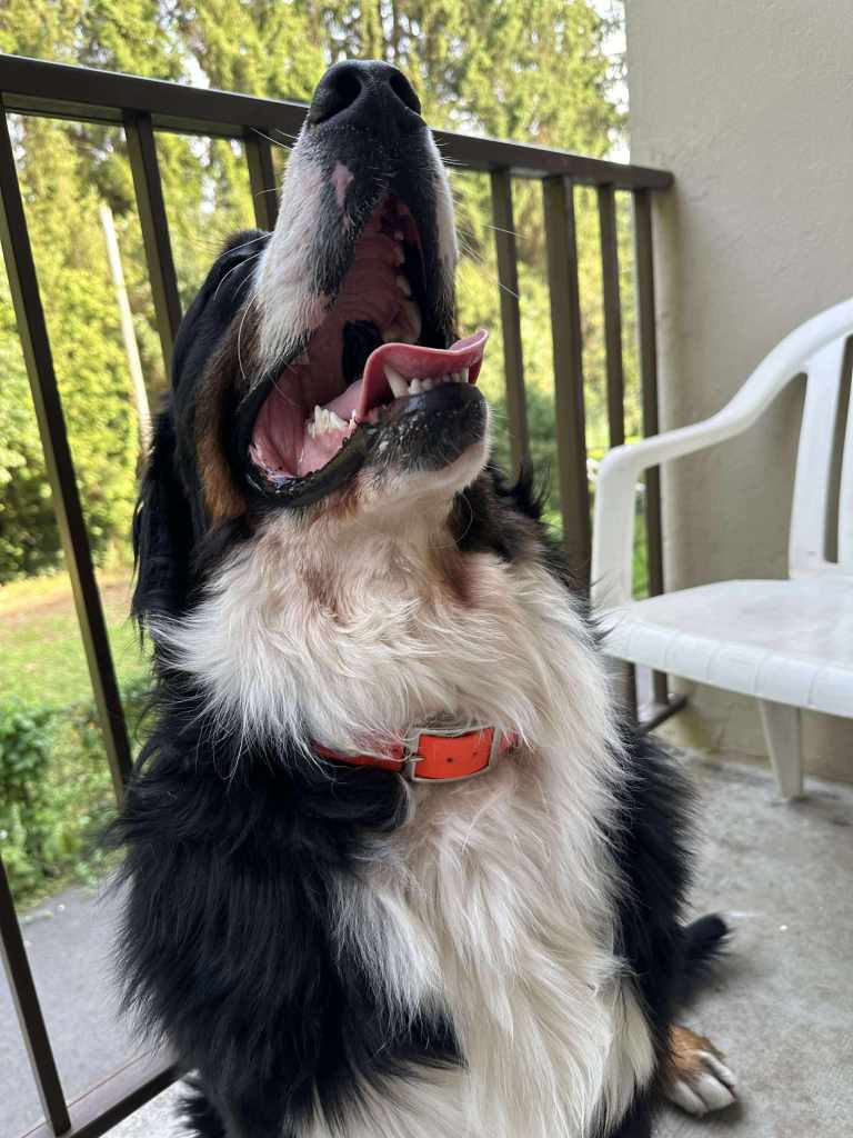 Collier-grave-chien