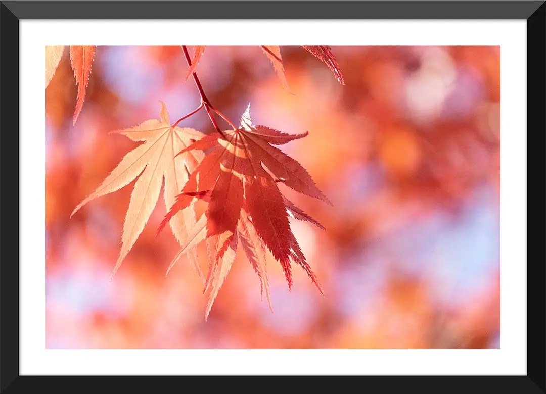 Autumn Maple Leaf