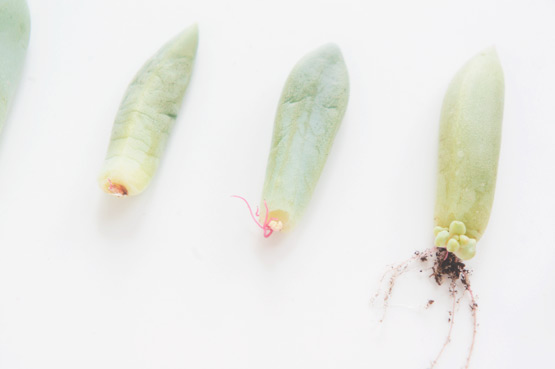 Propagating succulents from leaves is a simple project that requires a few. Grow Your Own Succulents Joelix