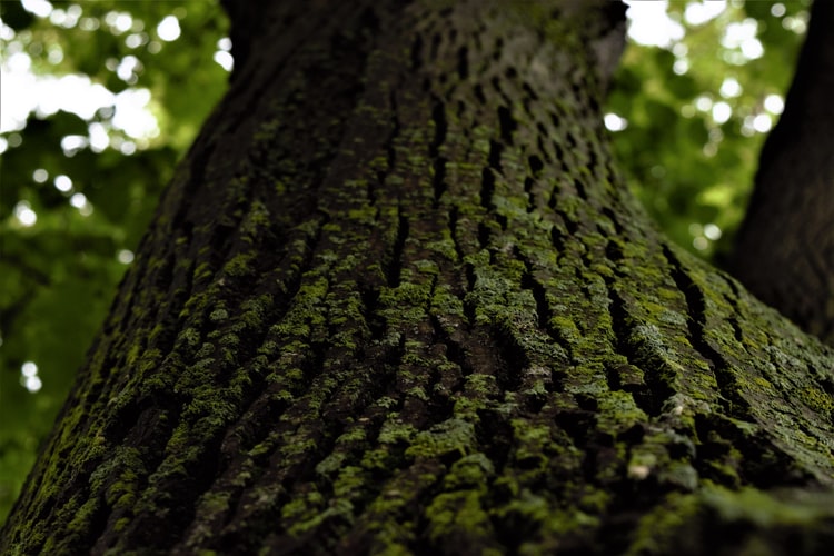 How Much Does Tree Removal Cost Tree Removal