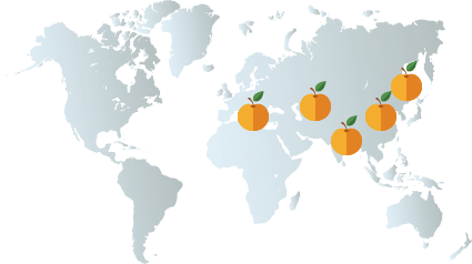 Apricot A Fruity Linguistic Journey Taste Map Apricot 01 