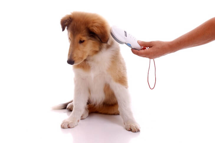 The microchip number is stored digitally within the microchip that has been implanted in the animal. Everything You Need To Know About Microchipping Your Dog
