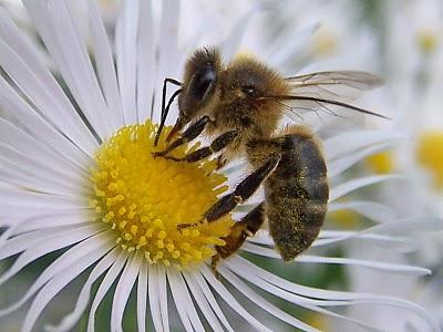 abeja