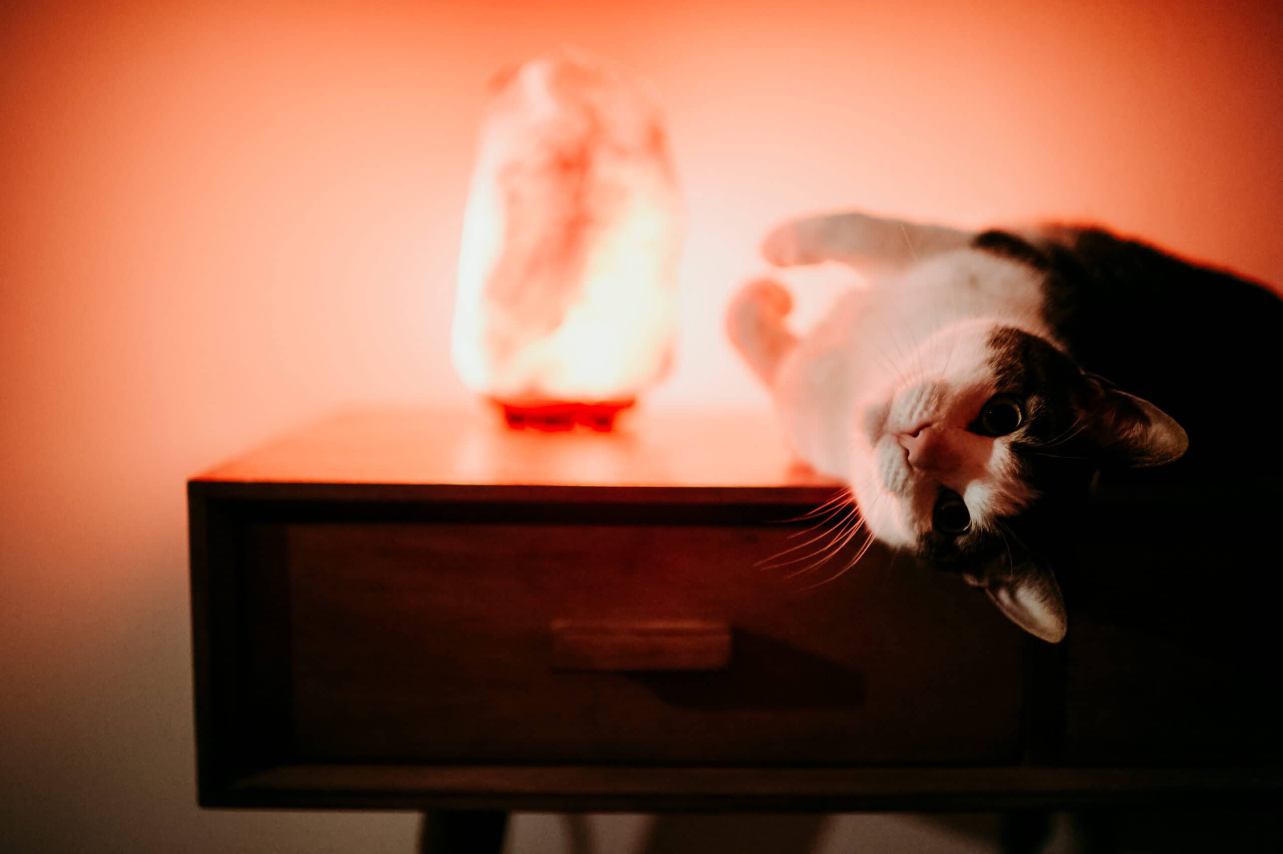 cat with salt lamp