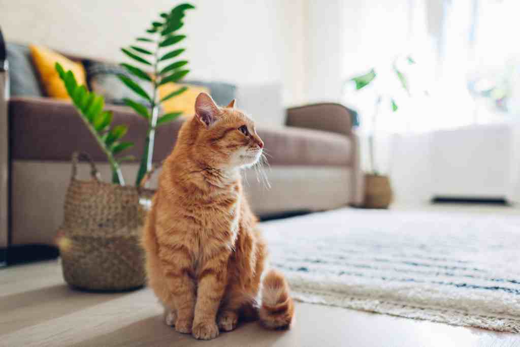 standard process enteric support for cats