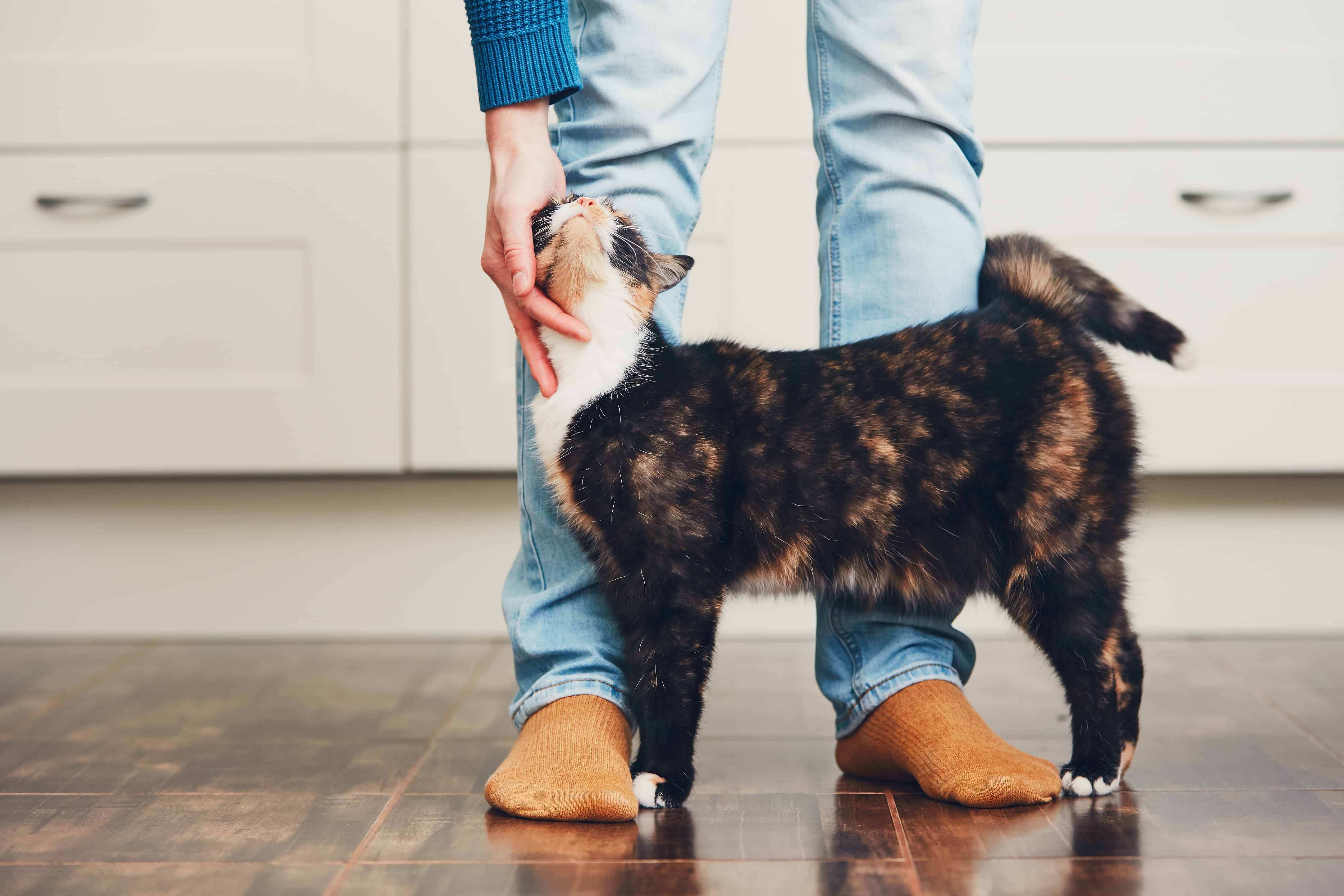 immune support for cats