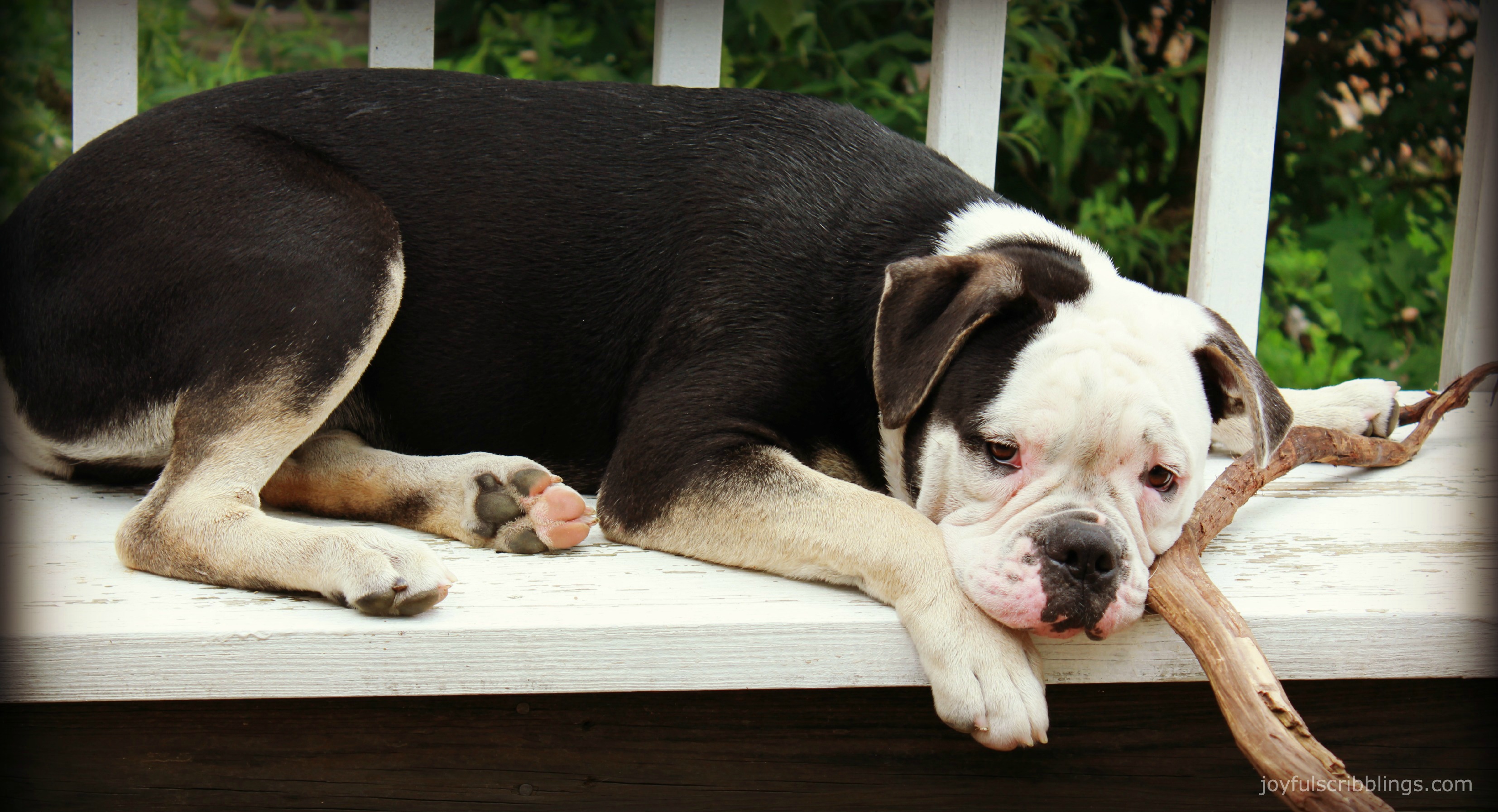 Victorian Bulldog