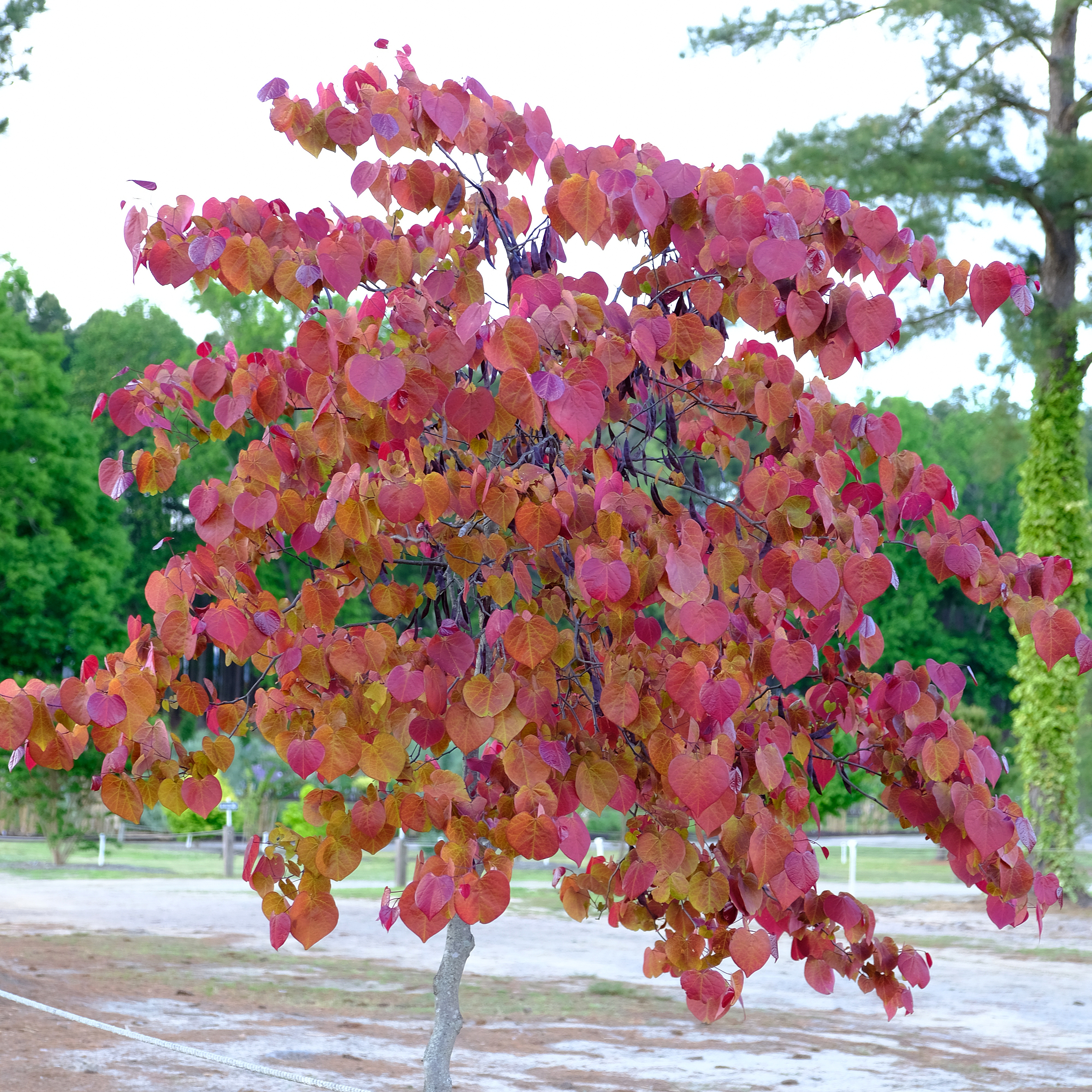 Flame Thrower - Juniper Level Botanic Garden