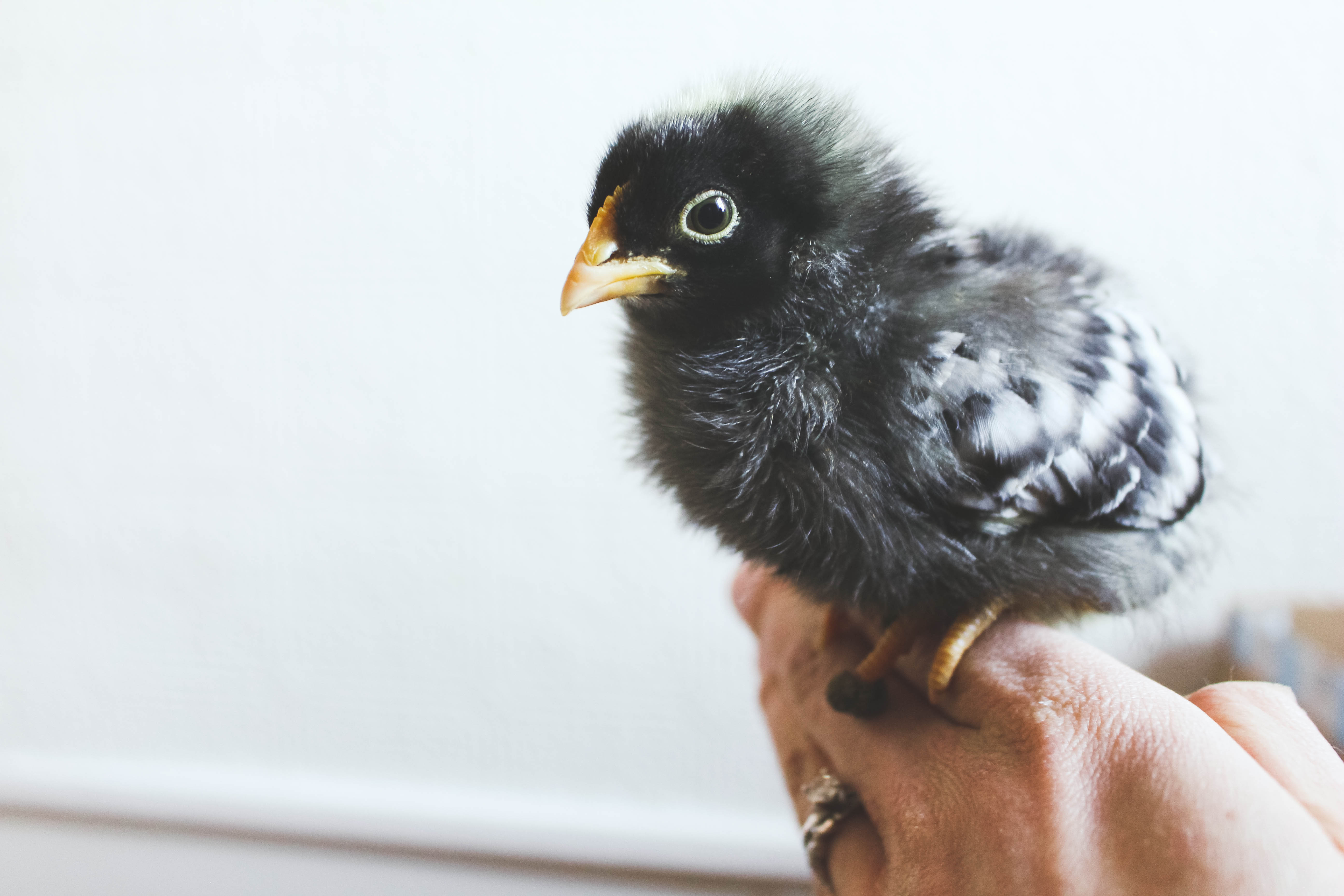 Our Chicks: 3 Weeks Old
