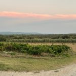 Vines, pistachio trees, olive trees