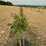 Pistachio plants