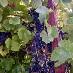 Ripe grapes in the south of France.