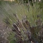 Out of season lavender plants