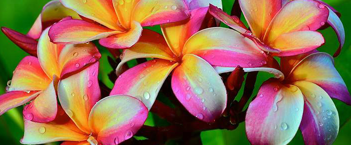 Hawaii's finest flower lei stand for four generations. Just Plumeria Hawaiian Hybrid Cuttings Hawaiian Hybrid Cuttings At The Best Prices