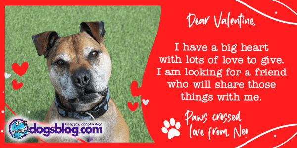 feel good dog stories