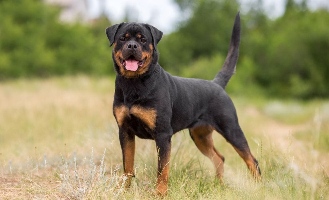 American Rottweiler Dog
