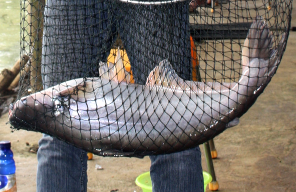Download Gratis Gambar Sungai Barito Surut Warga Barito Utara Ramai Tangkap Ikan Patin Terkeren oleh Lampunghits.com