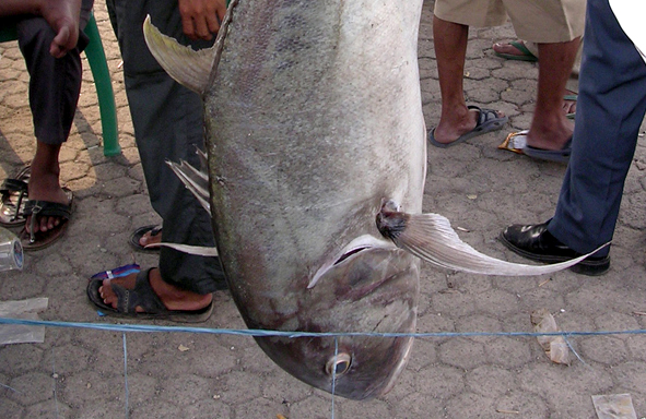 Gratis Unduh Gambar Difference Between Sagai And Giant Trevally Fishingkaki Gambar Gratis Terupdate oleh www.lampunghits.com