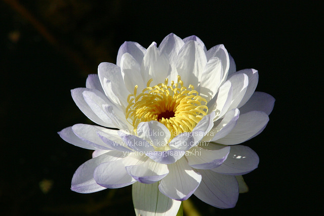 白い蓮の花