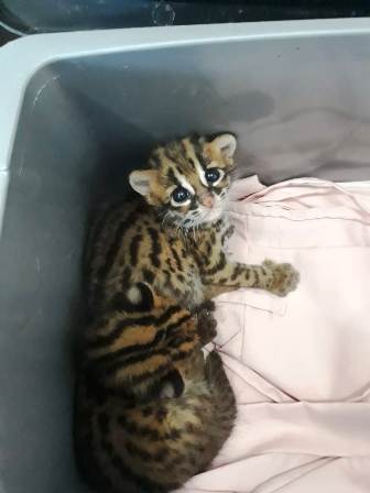 Gratis Unduh Gambar Kucing Hutan Sitaan Antara Foto Terbaru oleh Lampung Hits