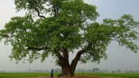 ৫০০ বছরের এই বটগাছ ঘিরে রহস্য আর বিশ্বাসের গল্প 