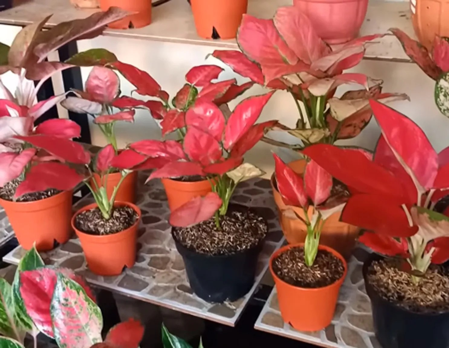 Tanaman Hias Terlengkap Bagaimana Menyambung Adenium Dengan Mudah Bunga Adenium Atau Biasa Disebut Bunga Kamboja Jepang Memang Memiliki Berbagai Variasi Yaitu Bentuk Sosok Daun Serta Percabangan Yang Amat Variatif Keragaman Varitas Detail Jenis Tanaman Yang Bisa Disambung Pucuk PDF dapat kamu nikmati dengan cara klik link download dibawah dengan mudah tanpa iklan yang mengganggu.