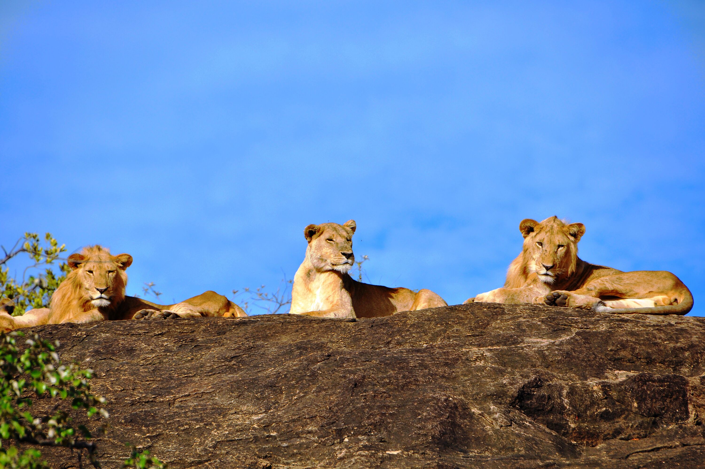 Home Uganda Rwanda Safaris Tours Car Hire Apartments