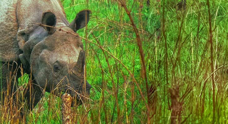 Chitwan Jungle Safari Tour