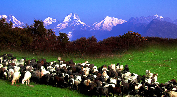 a huge group of sheep on the lap of ganesh himal ruby valley