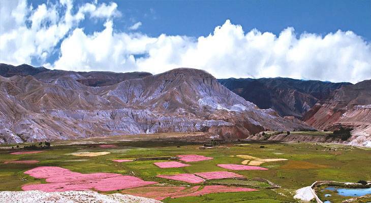 Buck wheat blossom at Lomanthang -upper mustang , Nepal