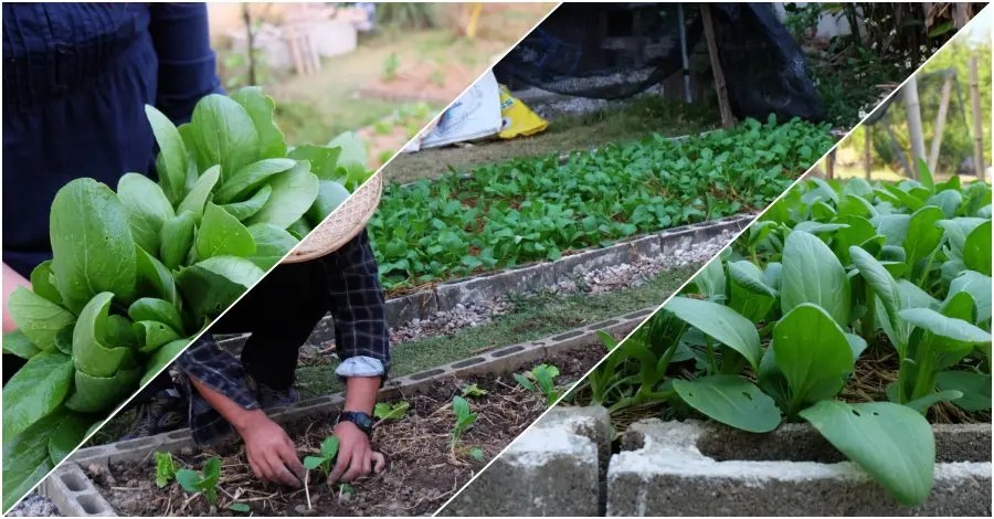 วิธีการปลูกผักกวางตุ้งไว้ในสวนหลังบ้าน