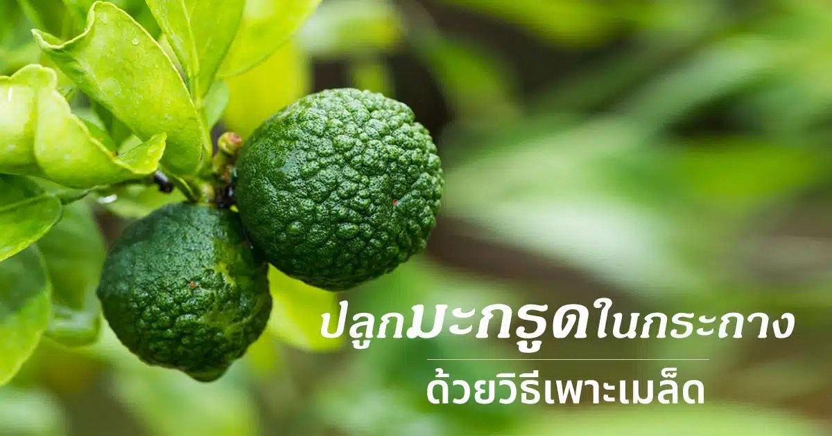 เพาะเมล็ดมะกรูด เพื่อปลูกลงในกระถาง