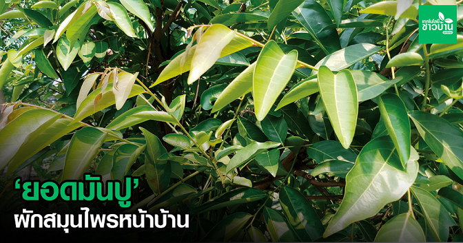 ต้นมันปู