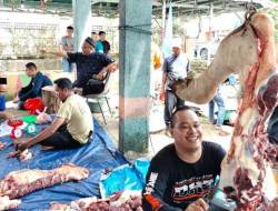 Nasdem Potong Tiga Ekor Sapi Kurban di Kecamatan Martapura
