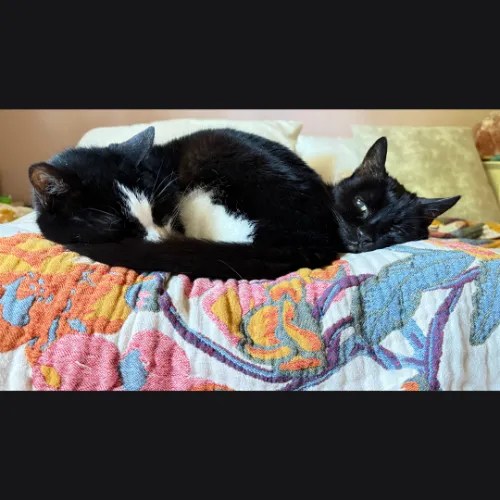Kayley's cats