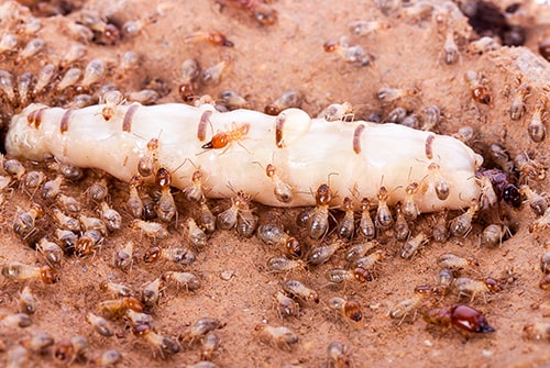 Termite services