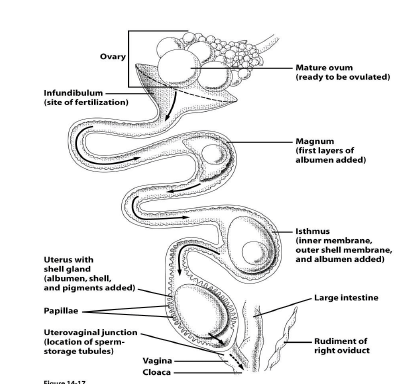 Discuss the avian female reproductive system.