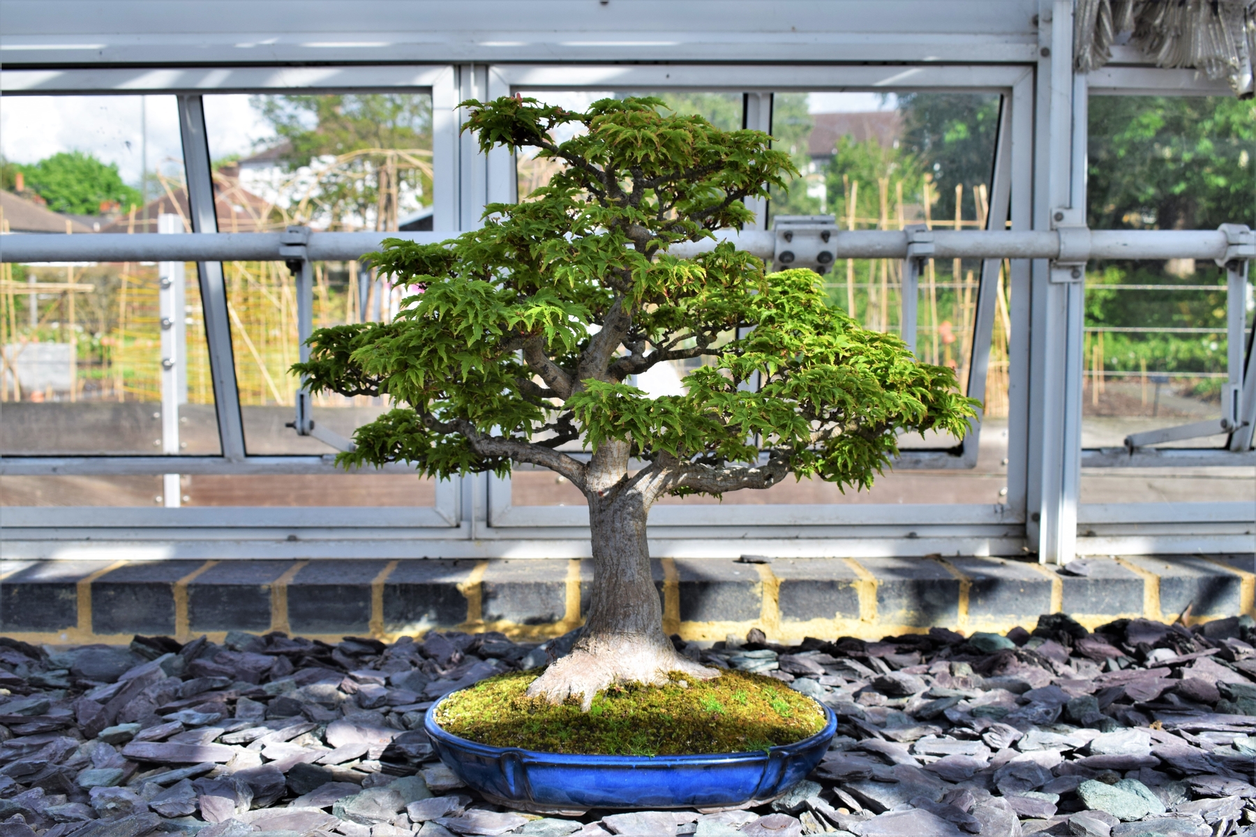 In addition, many people use trees for landscaping, so it's beneficial to know what species to look for wh. In Pictures The Secrets Of Kew S Bonsai House Kew