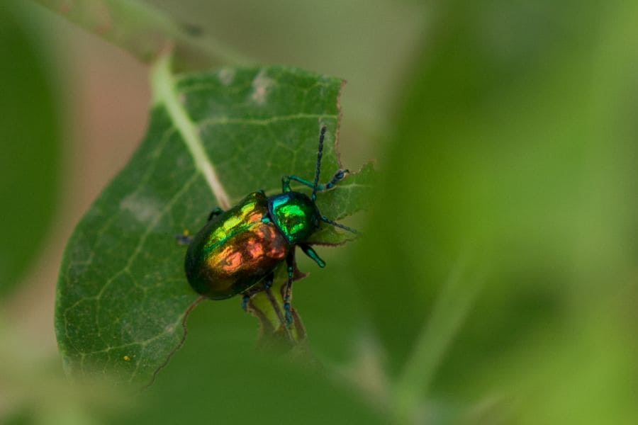 June bug spiritual meaning: 9 spiritual warnings for you