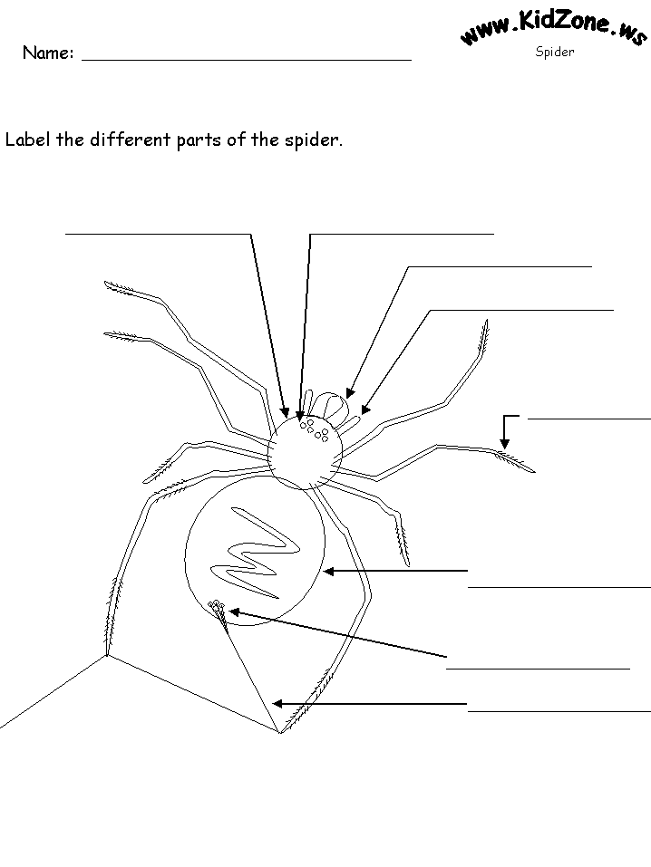 From angles and congruent shapes to calculating perimeter, this quiz covers variety of topics in third grade geometry. Spider Activities Label A Spider Hard