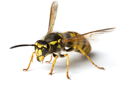 Kein Grund Zur Panik Nabu Regionalgeschaftsstelle Weserbergland Naturschutzbund Naturschutz