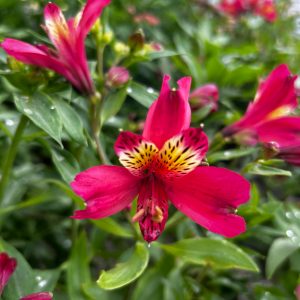 Alstroemeria 'Andez Red' or Peruvian Lily with deep red flowers with a touch of yellow in the centre sand darker specks.