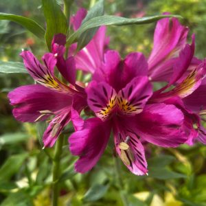 Alstroemeria 'Compact Violet' or Peruvian Lily is a small compact plant with violet-purple flowers. Flowers from June to first frost