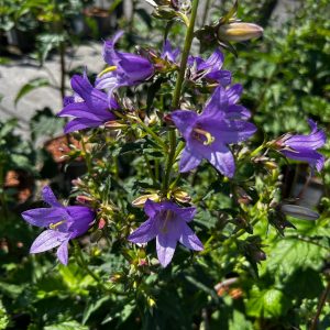 Campanula trachelium