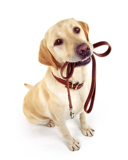 Both have provided services and companionship to humans for many centuries. labrador retriever - Animal Stock Photos - Kimballstock