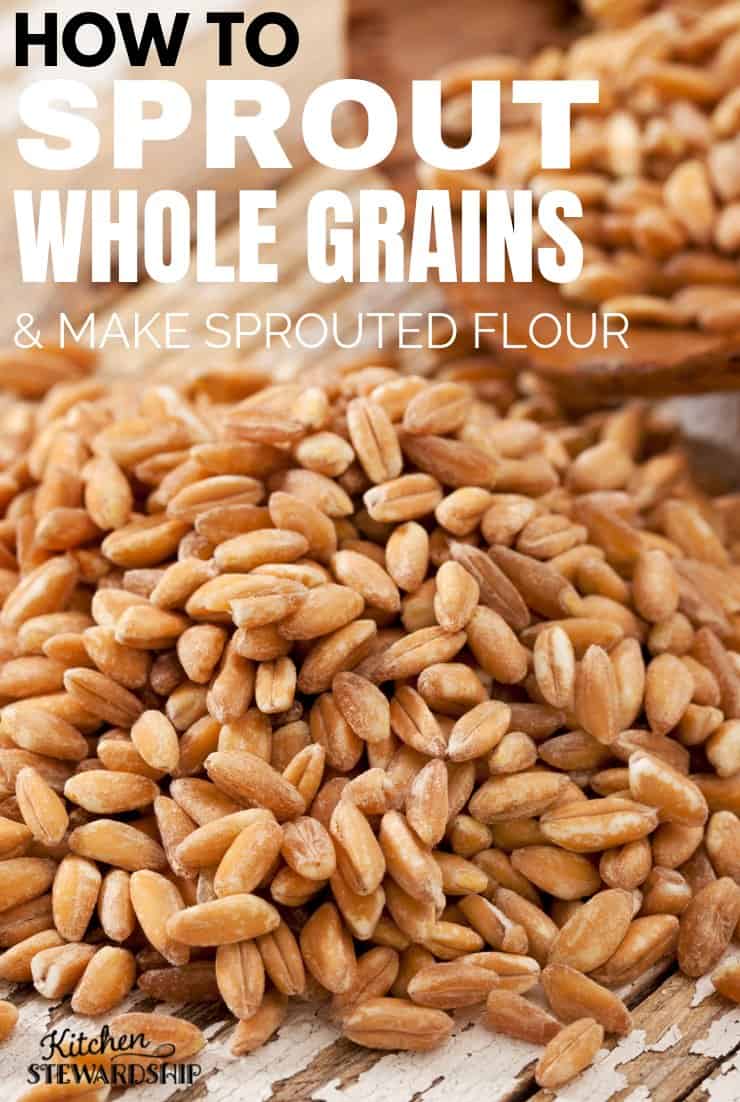 images Sprouting Wheat Berries For Flour how to sprout whole grains and make
